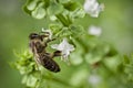 Honey bee collecting nectar on basil flower Royalty Free Stock Photo