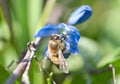 Honey bee collecting nectar on a blue flower. Busy insects from nature. Bee honey Royalty Free Stock Photo