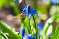 Honey bee collecting nectar on a blue flower. Busy insects from nature. Bee honey Royalty Free Stock Photo