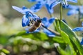 Honey bee collecting nectar on a blue flower. Busy insects from nature. Bee honey Royalty Free Stock Photo