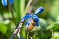 Honey bee collecting nectar on a blue flower. Busy insects from nature. Bee honey Royalty Free Stock Photo