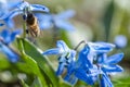 Honey bee collecting nectar on a blue flower. Busy insects from nature. Bee honey Royalty Free Stock Photo