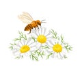 Honey bee collecting nectar on daisy flowers. Bee and wildflowers isolated on white background. Vector illustration Royalty Free Stock Photo