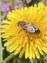 Honey bee collecting nectar from dandelion flower. Royalty Free Stock Photo