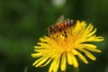 Honey bee on dandelion flower on the spring meadow Royalty Free Stock Photo
