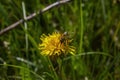 Honey bee collecting nectar from dandelion flower in the summer time Royalty Free Stock Photo