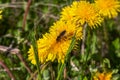 Honey bee collecting nectar from dandelion flower in the summer time Royalty Free Stock Photo