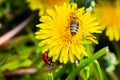 Honey bee collecting nectar from dandelions in the garden. Red ladybug on a dandelion. Yellow fluffy blooming flowers Royalty Free Stock Photo