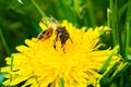 Honey bee collecting nectar from dandelions in the garden. Yellow fluffy blooming flowers pollinated by a bee close up Royalty Free Stock Photo