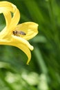 Honey bee collecting nectar in flight on a yellow lily flower. Busy insect Royalty Free Stock Photo