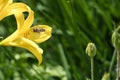 Honey bee collecting nectar in flight on a yellow lily flower. Busy insect Royalty Free Stock Photo