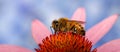 A honey bee collecting nectar from flower Royalty Free Stock Photo