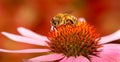 A honey bee collecting nectar from flower Royalty Free Stock Photo