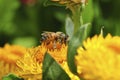 Honey bee collecting nectar from flower. Macro image. Royalty Free Stock Photo