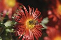 Honey bee collecting nectar from flower. Macro image. Royalty Free Stock Photo