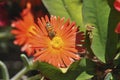 Honey bee collecting nectar from flower. Macro image. Royalty Free Stock Photo