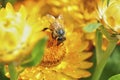 Honey bee collecting nectar from flower. Macro image. Royalty Free Stock Photo