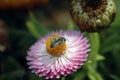 Honey bee collecting nectar from flower. Macro image. Royalty Free Stock Photo