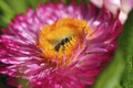 Honey bee collecting nectar from flower. Macro image. Royalty Free Stock Photo