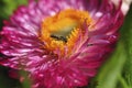 Honey bee collecting nectar from flower. Macro image. Royalty Free Stock Photo