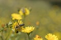 Honey bee collecting nectar on a flower meadow with yellow flowers. Busy insect Royalty Free Stock Photo