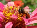 A honey bee collecting nectar of flowers