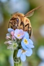 Honey bee collecting nectar on Forget-Me-Not flowers