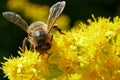 Honey Bee Collecting Nectar From Goldenrod in Scotland.