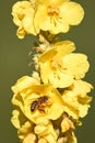 Honey bee collecting nectar from a green blossom flower