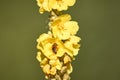 Honey bee collecting nectar from a green blossom flower