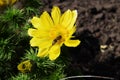 Honey bee collecting nectar