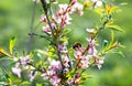 Honey bee collecting nectar from pink flower, close up. Bee collects pollen on small pink flowers, selective focus Royalty Free Stock Photo