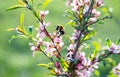 Honey bee collecting nectar from pink flower, close up. Bee collects pollen on small pink flowers, selective focus Royalty Free Stock Photo