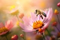 Honey bee collecting nectar and pollen from a colorful wildflower on a meadow on a sunny day morning