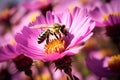 Honey bee collecting nectar and pollen from a colorful wildflower on a meadow on a sunny day morning