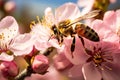 Honey bee collecting nectar and pollen from a colorful wildflower on a meadow on a sunny day morning