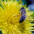Honey bee collecting nectar Royalty Free Stock Photo