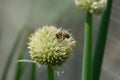 Honey bee collecting nectar and pollen from a white globular onion flower in the garden, close-up, copy space Royalty Free Stock Photo