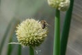 Honey bee collecting nectar and pollen from a white globular onion flower in the garden, copy space Royalty Free Stock Photo