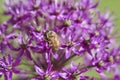 Honey bee collecting nectar on a purple flower. Busy insects from nature. Bee honey Royalty Free Stock Photo