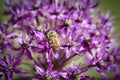 Honey bee collecting nectar on a purple flower. Busy insects from nature. Bee honey Royalty Free Stock Photo