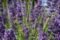 Honey Bee collecting nectar from purple Lavender (Lavandula angustifolia) flowers in the garden. Close up. Macro Royalty Free Stock Photo