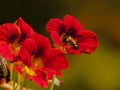 Honey bee collecting nectar from red flowers, Kolkata, India Royalty Free Stock Photo
