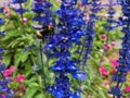 Honey Bee collecting nectar on Salvia farinacea \'Victoria Blue\'. Close up. Royalty Free Stock Photo