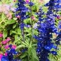 Honey Bee collecting nectar on Salvia farinacea \'Victoria Blue\'. Square photo image. Royalty Free Stock Photo