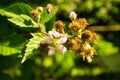 Honey bee collecting nectar on a white blossom of apple tree. Busy insects nature