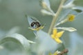 Honey bee collecting nectar on a white flower. Busy insects from nature Royalty Free Stock Photo