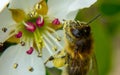 Honey Bee collecting nectar from a white flower Royalty Free Stock Photo