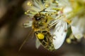 Honey Bee collecting nectar from a white flower Royalty Free Stock Photo