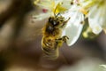 Honey Bee collecting nectar from a white flower Royalty Free Stock Photo